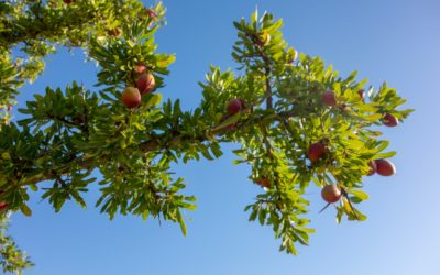 Argan Oil