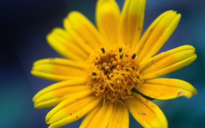 Arnica Oil