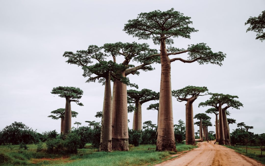 Baobab Tree