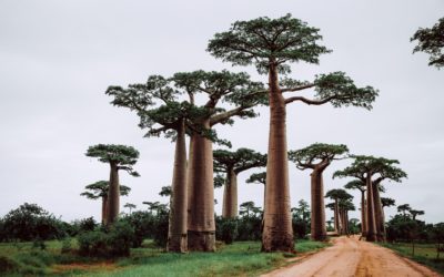 Baobab Oil (Tree of Life)