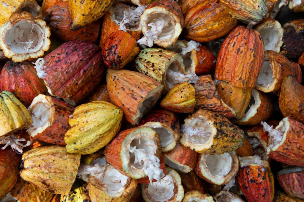 Cacao Pods