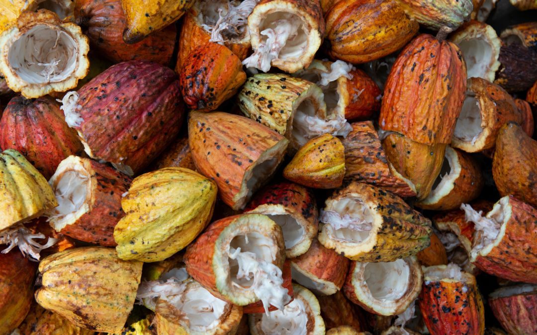 Cacao Pods