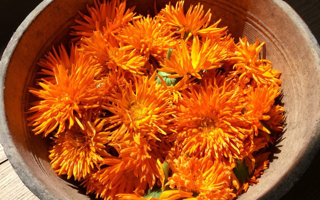 Calendula Oil