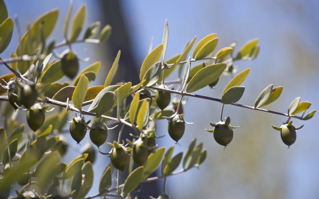 Jojoba Bush