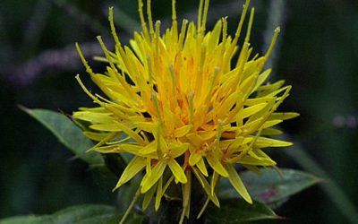 Safflower Oil