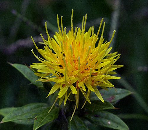 safflower plant