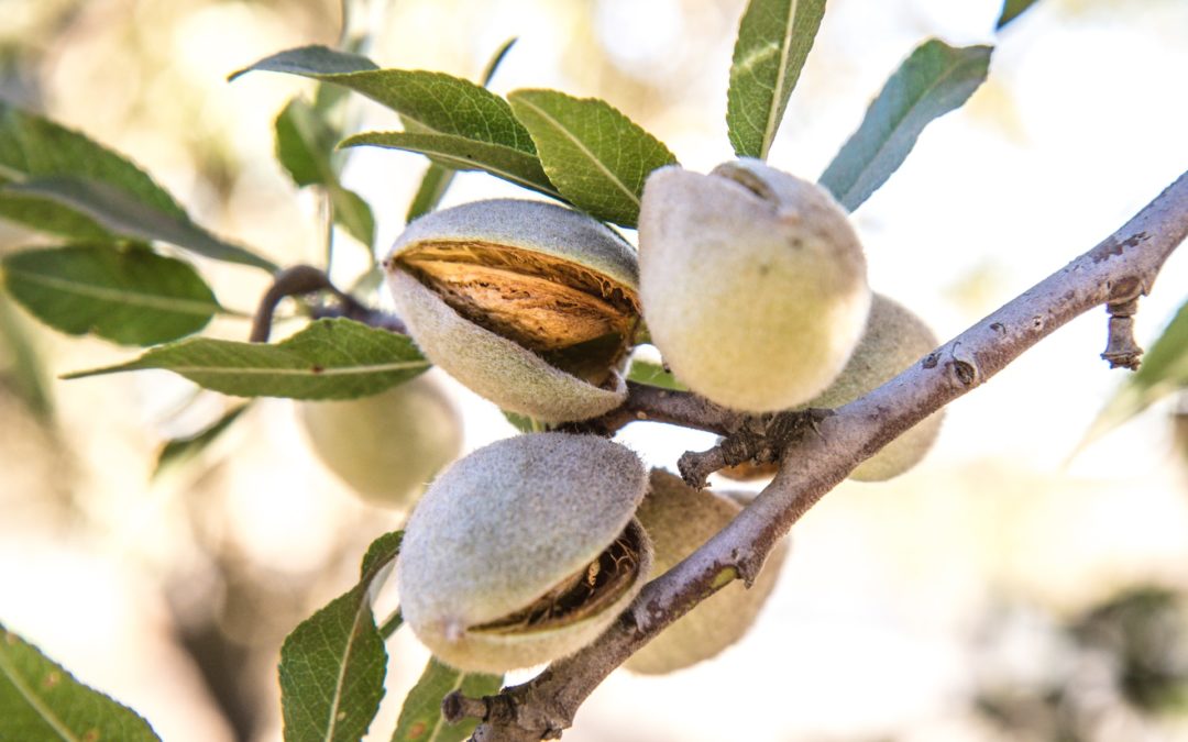 Almond Tree