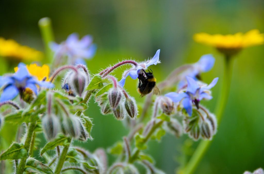 Borage Oil