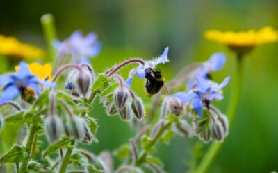 Borage Oil